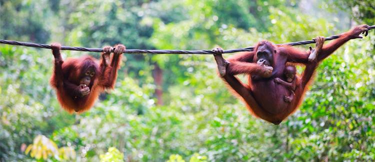 borneo indonezia