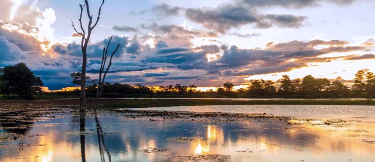 brazilia pantanal