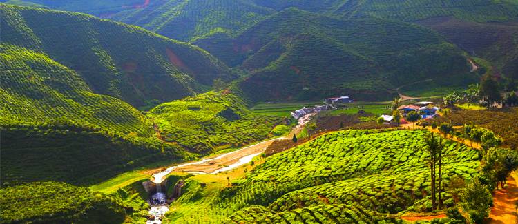 cameron highlands malaezia