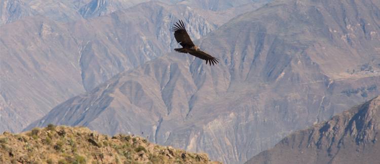 canionul colca peru