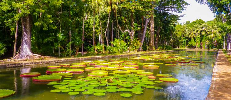 gradina botanica mauritius