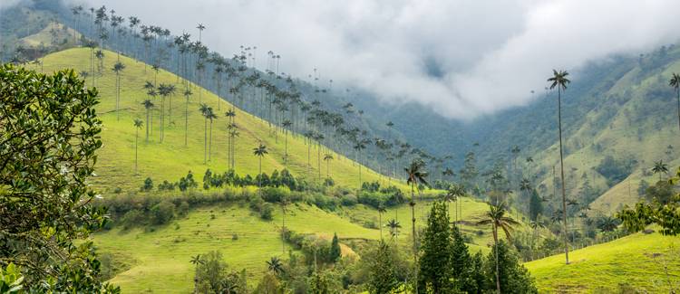 valea cocora columbia