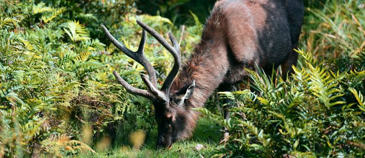 horton plains sri lanka