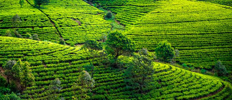 nuwara eliya sri lanka