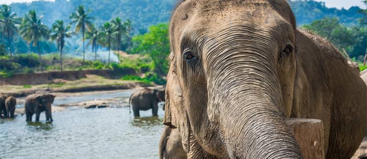 pinnawala sri lanka