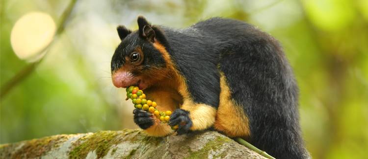 sinharaja sri lanka