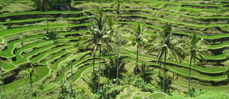 terasele de orez tegallalang bali