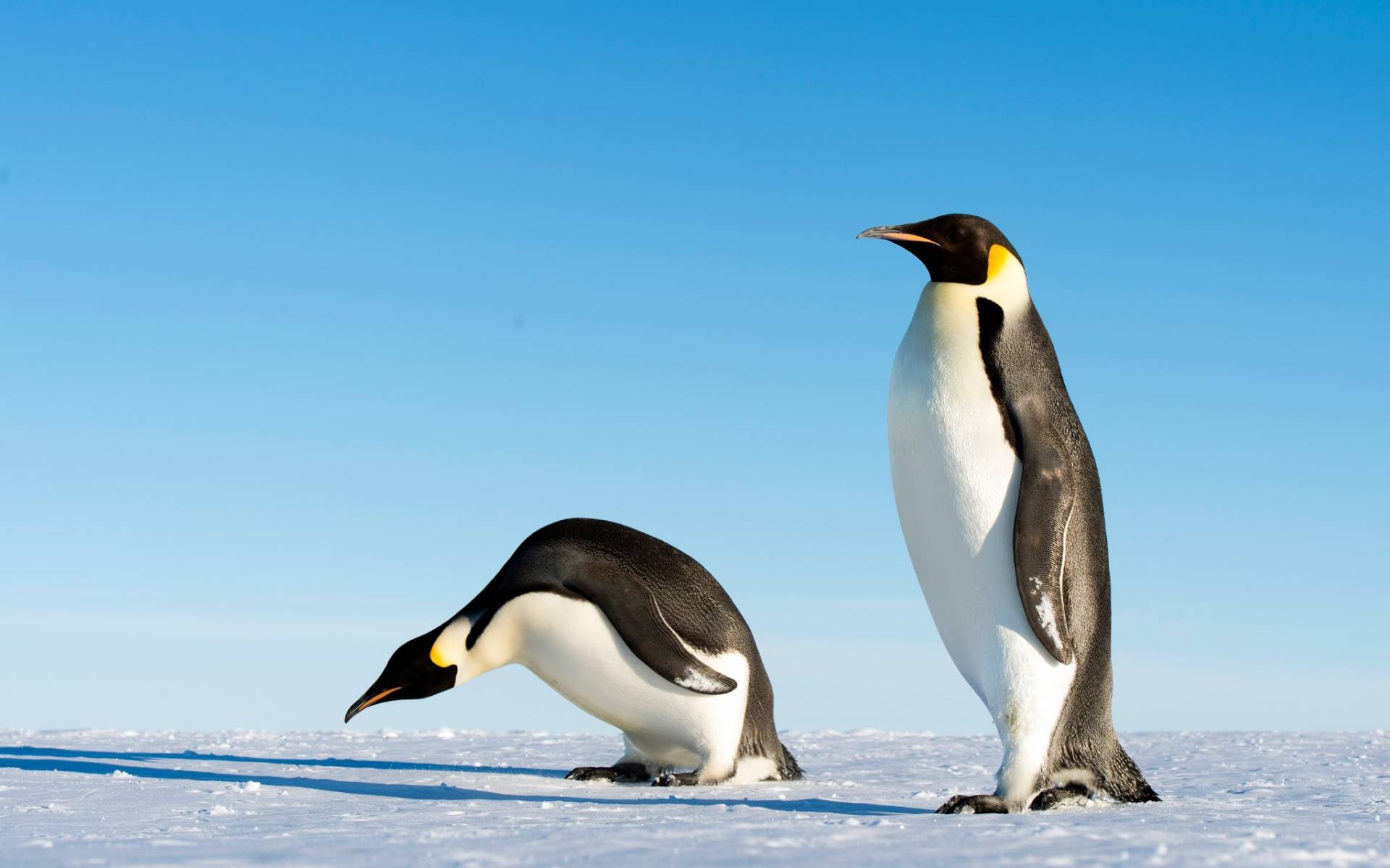 destinatii pentru iubitorii de natura antarctica