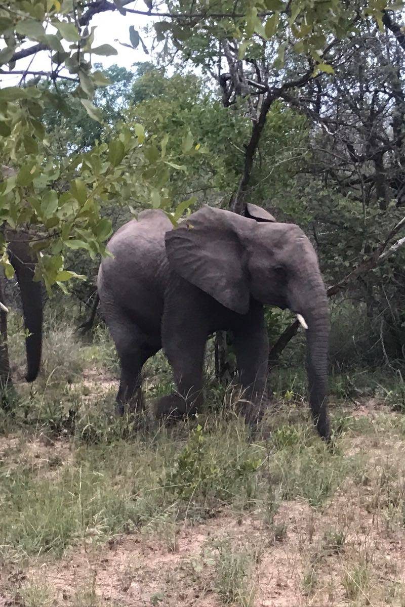 africa de sud (9)