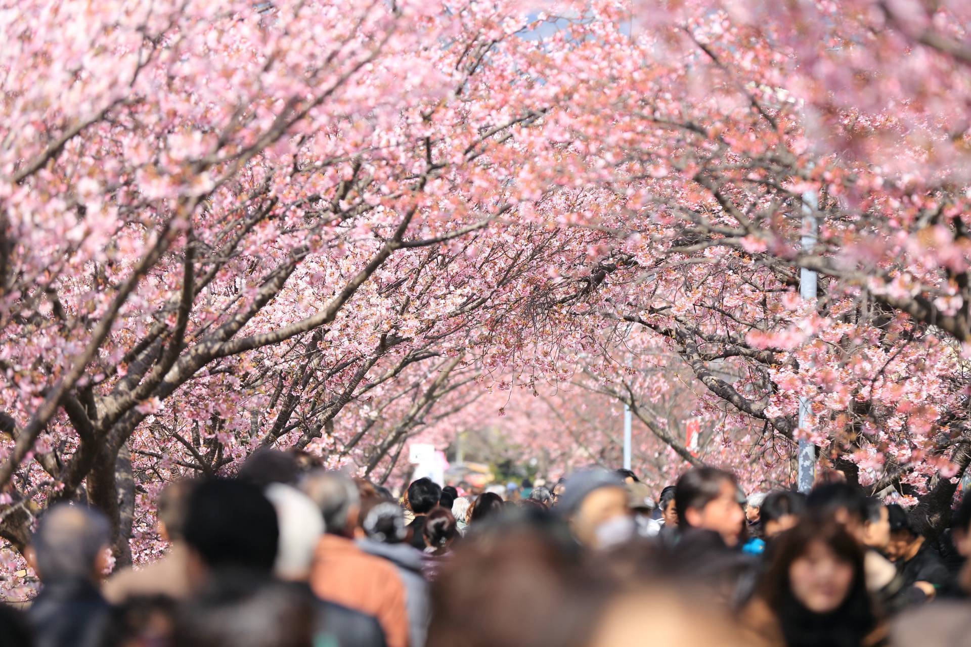 sakura festivalul ciresilor infloriti japonia