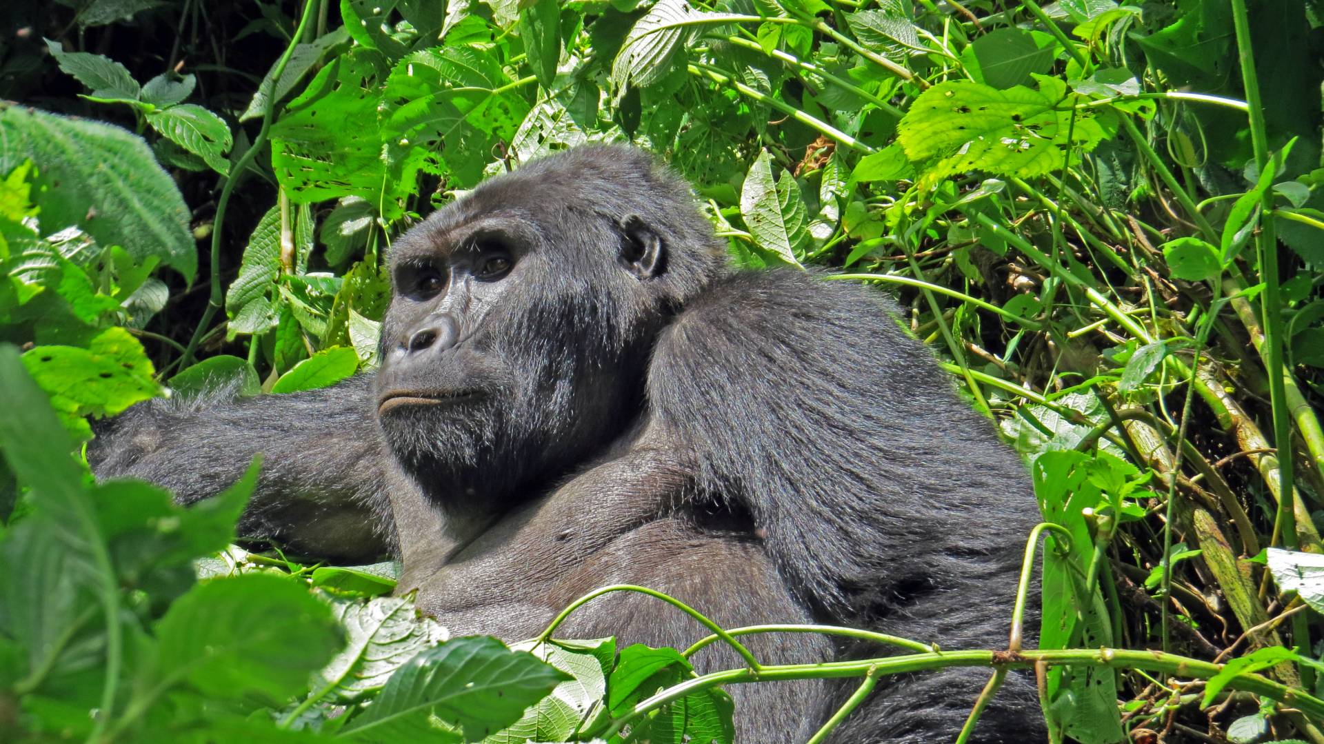 uganda gorilla trekking